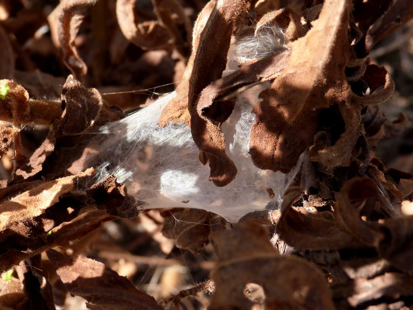 Hogna radiata nel bozzolo - Santa Teresa Gallura (OT)